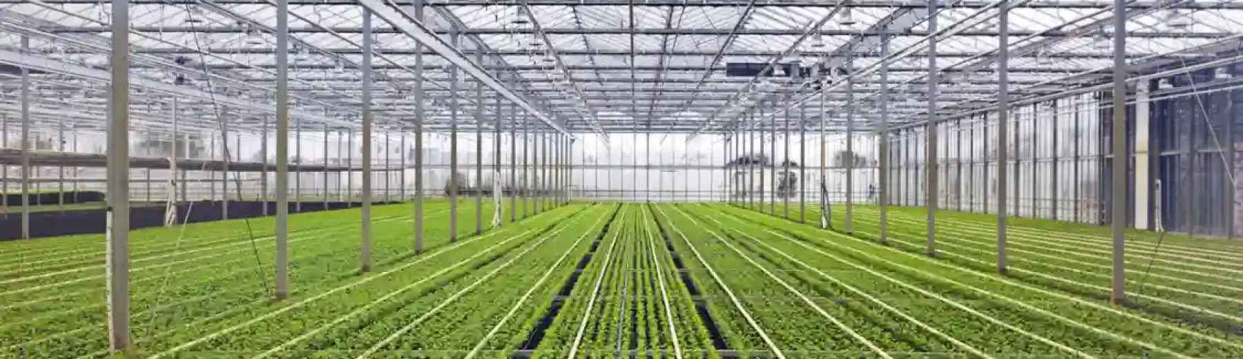 Imagem de um grande viveiro ou estufa agrícola com organização de plantas cultivadas com irrigação e estrutura de vidro, ideal para agricultura de precisão e cultivo sustentável de hortaliças.